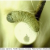 polyommatus semiargus larva1